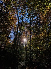 Woods in spring with the sun