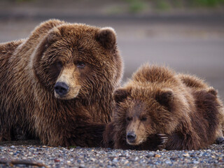 Coastal brown bear, also known as Grizzly Bear (Ursus Arctos) female and cubs. South Central...