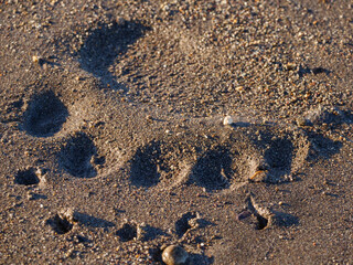 Coastal brown bear, also known as Grizzly Bear (Ursus Arctos) footprint. South Central Alaska....
