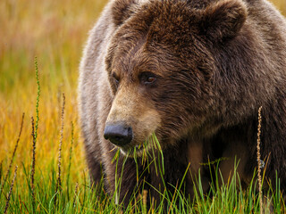 Coastal brown bear, also known as Grizzly Bear (Ursus Arctos) feeding on grass. South Central Aaska. United States of America (USA).