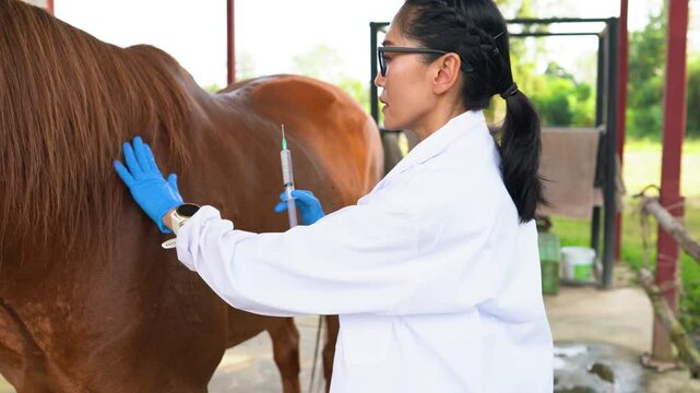 Female veterinarian treats horses