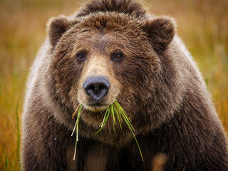 Coastal brown bear, also known as Grizzly Bear (Ursus Arctos) feeding on grass. South Central...