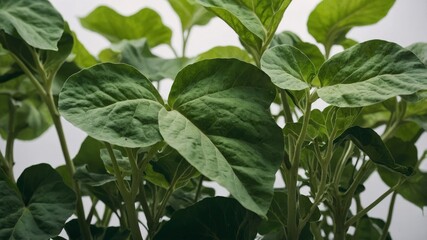 Green sweet potato foliage on white backdrop