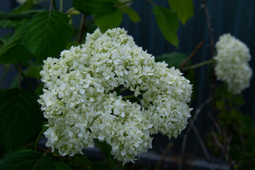 Beautiful white hydrangea inflorescence close up on a blurred background of green leaves in a summer garden