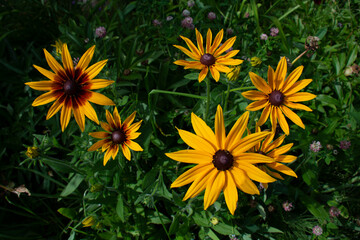 Beautiful yellow rudbeckia flowers against a background of green leaves in the garden in summer