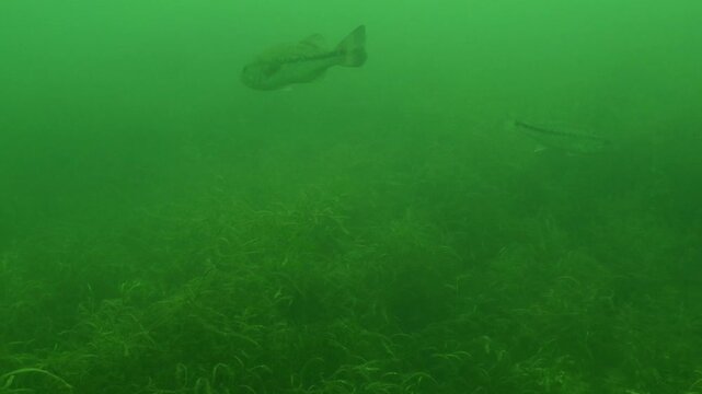 Adult largemouth bass Micropterus nigricans swimming away in a cloudy green freshwater lake