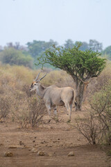 An Eland bull standing under a Shepard's Tree in the dry landscape of Botswana.