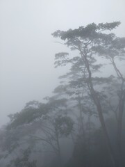 Foggy Tree Branches in Forest