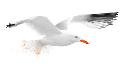 Obraz premium White Seagull with Orange Beak Swimming isolated transparent background