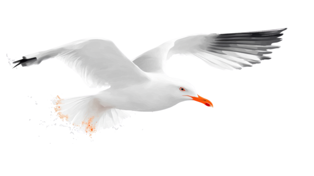 White Seagull with Orange Beak Swimming isolated transparent background