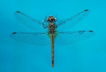 Dragonfly close up