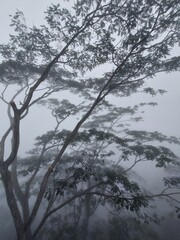 Foggy Tree Branches in Forest