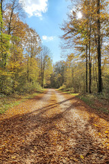 Obraz premium Autumn Forest Pathway with Golden Leaves