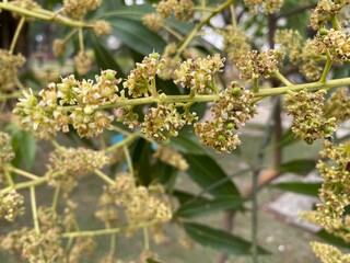 nature,plant,tree,flowers,green,