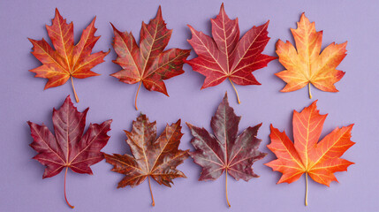 A collection of vibrant autumn leaves arranged on a purple background, showcasing a variety of colors and textures for seasonal decoration.