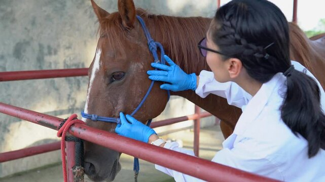 Female veterinarian treats horses