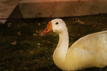 Beautiful White Indian runner duck sitting in grass. White pekin ducks (also know as Aylesbury or Long Island ducks) Large white heavy duck also known as America Pekin Duck.