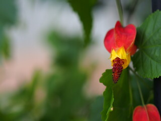 チロリアンランプの花とコピースペース
