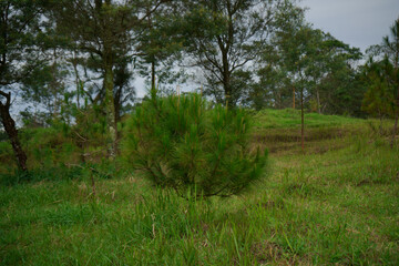 green trees on a sunny morning