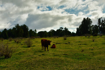 cattle live stock on meadow willow in patagonia Chile Southamerika