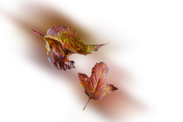 Fallende Blätter mit Hintergrund