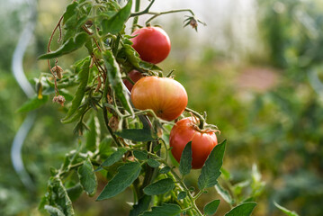 Tomates