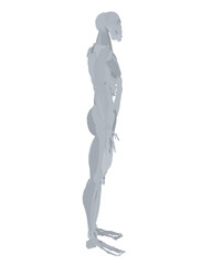 Vector illustration of man muscular system. Silhouette people illustration. Flat young man. Side view man. Anatomy of male muscular system.