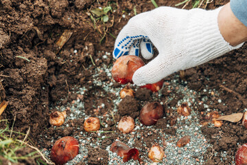 hands holding tulip bulbs before planting them in the ground