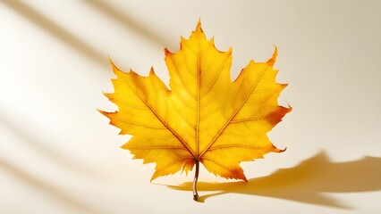 A vivid isolated yellow maple leaf