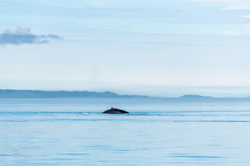 Humpback whale (Megaptera novaeangliae) fin on Telegraph Cove whale watching excursion, Vancouver...