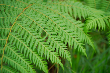 Photo fern leaves grow in the forest