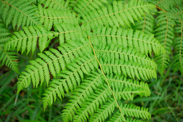 Photo fern leaves grow in the forest