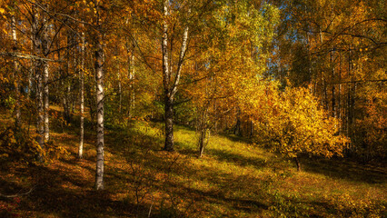 Vibrant colors of golden autumn. Birch grove on a hillside with lush multi-colored foliage on an October day. Side view natural landscape in 16x9 format