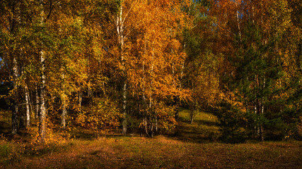 Vibrant colors of golden autumn. Birch grove with lush bright colorful foliage on an October day. Natural landscape in 16x9 format