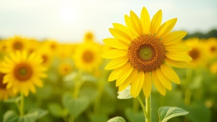 Sunflower in a field at sunset