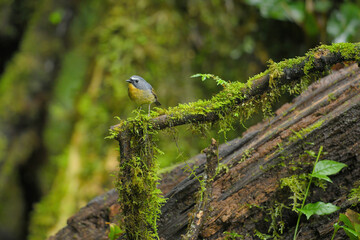 White-browed bush robin birdwashing in the forest.
