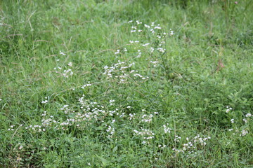 Image of beautiful wild chrysanthemums blooming along the Daecheongcheon Stream trail