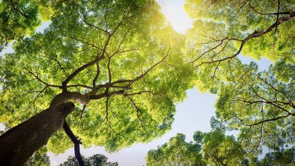 Naklejka premium Looking up at tree branches and leaves with sunlight in a forest 