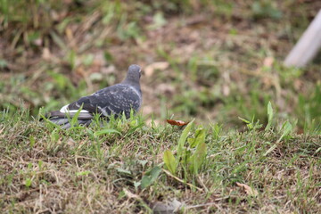 Image of pigeons searching for food on the Daecheongcheon trail