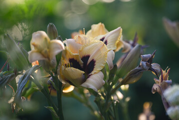 H&eacute;m&eacute;rocalle