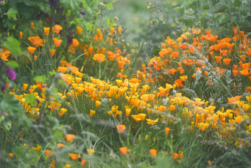 Pavots de Californie