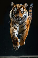 Obraz premium Powerful Tiger Leaping, Captured Mid-Air on Black Background. Wildlife, Big Cat, Endangered Species, Animal Portrait