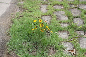 Image of parasitic plants blooming on the Daecheongcheon trail