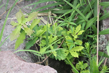 Image of a Japanese maple tree in bloom along the Daecheongcheon Stream Trail