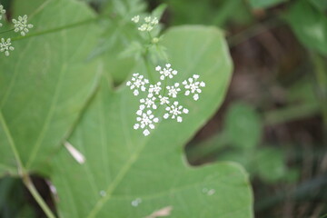 Image of a casualty blooming on the Daecheongcheon Trail