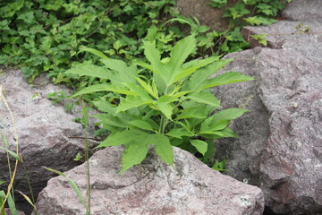 Image of maple leaf pigweed blooming on the Daecheongcheon trail