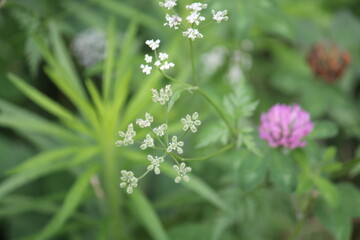 Image of blooming sasaeng and red clover on the Daecheongcheon Stream trail