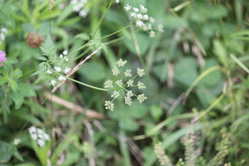 Image of a casualty blooming on the Daecheongcheon Trail