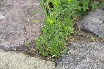 Image of beautiful narrow-leaved helianthus blooming along the Daecheongcheon Stream trail