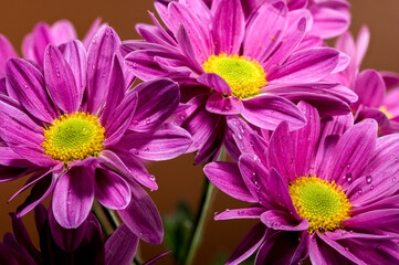 Blooming pink chamomile chrysanthemum on a brown background